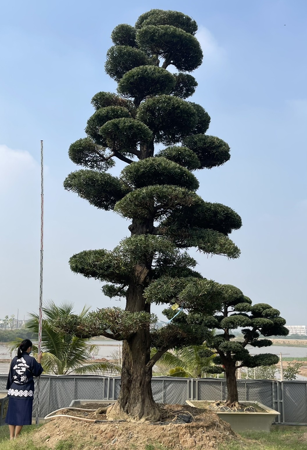 Podocarpus