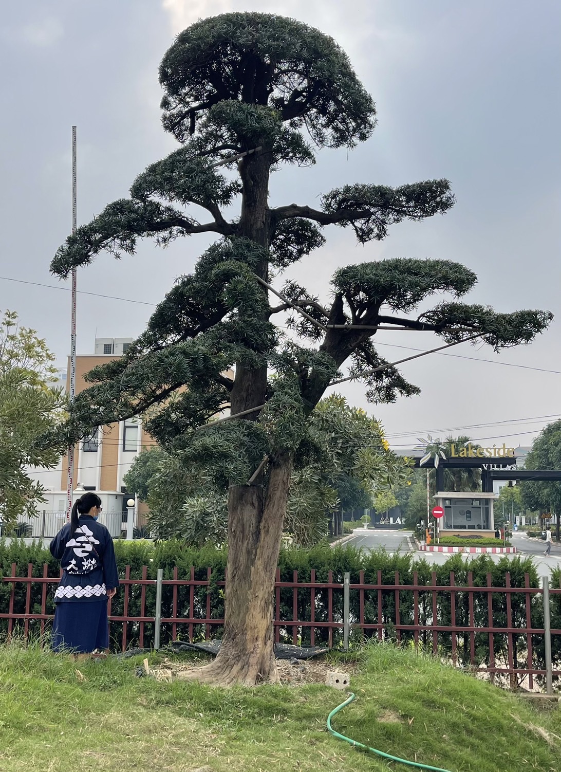 Podocarpus