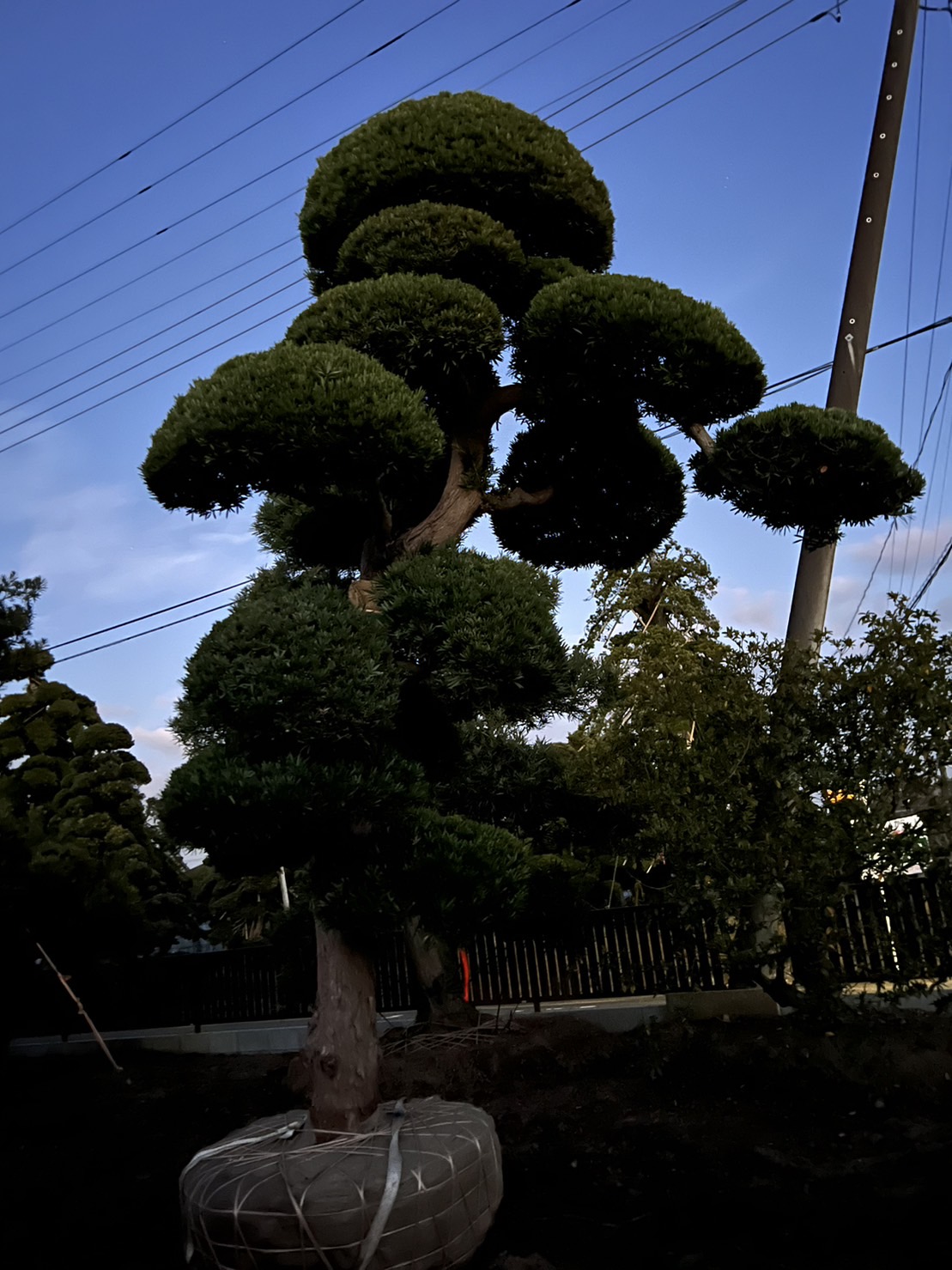 Podocarpus