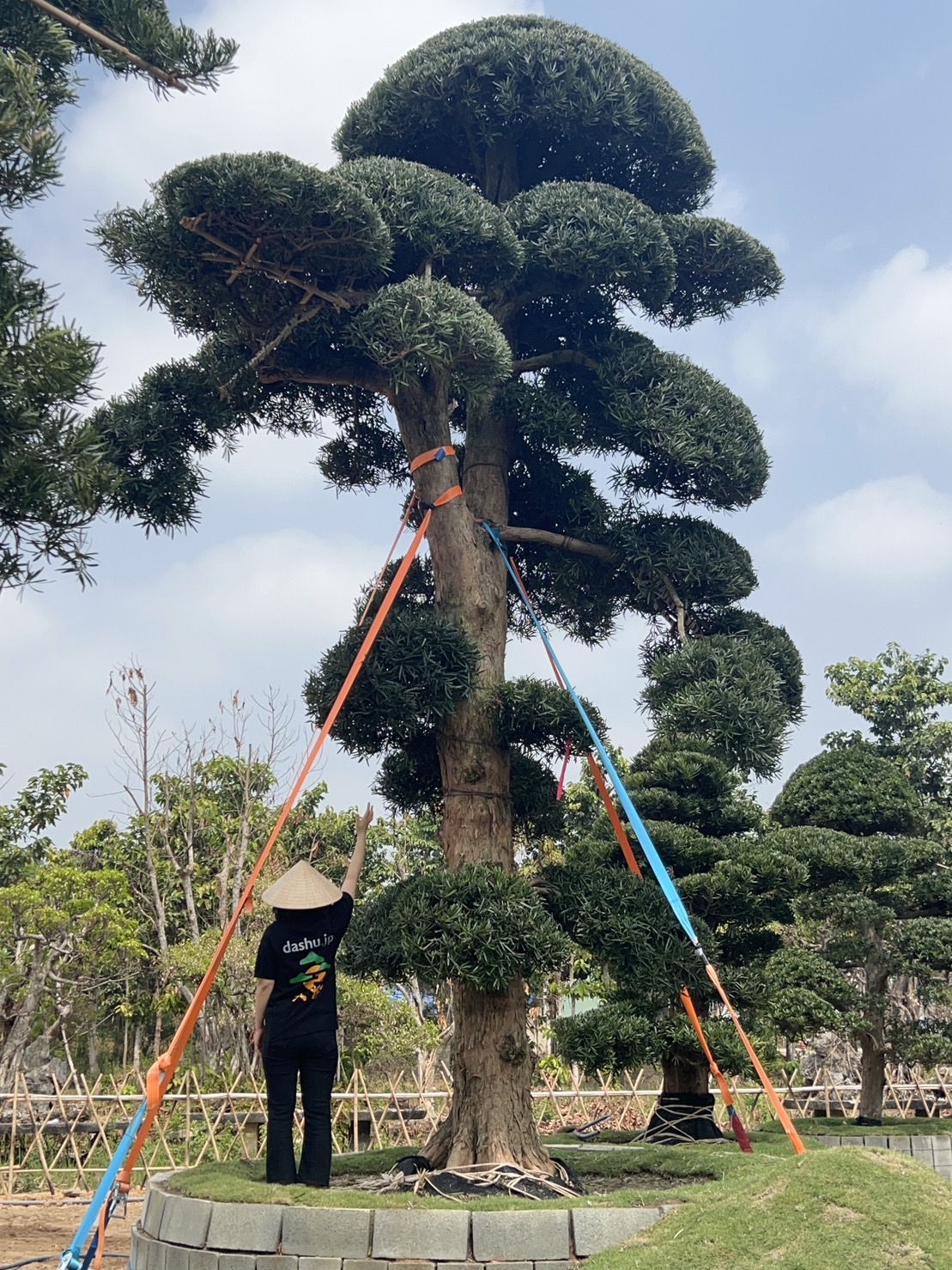 Dashu.jp | 大樹.jp