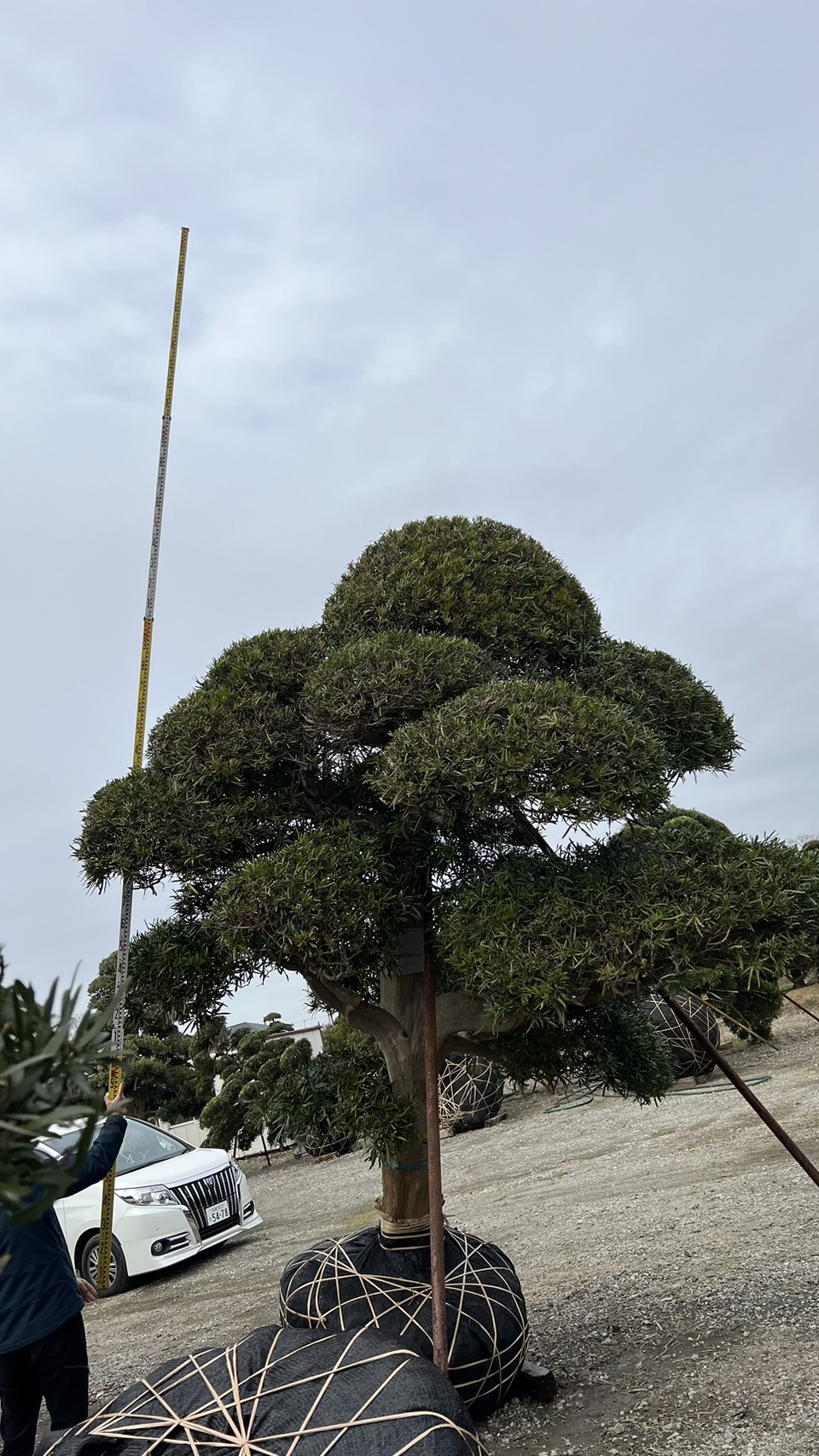 Podocarpus