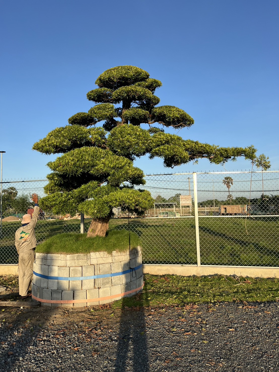 Podocarpus