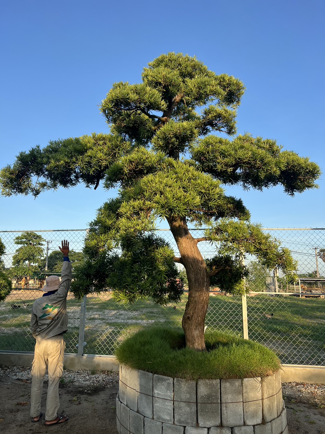 Podocarpus