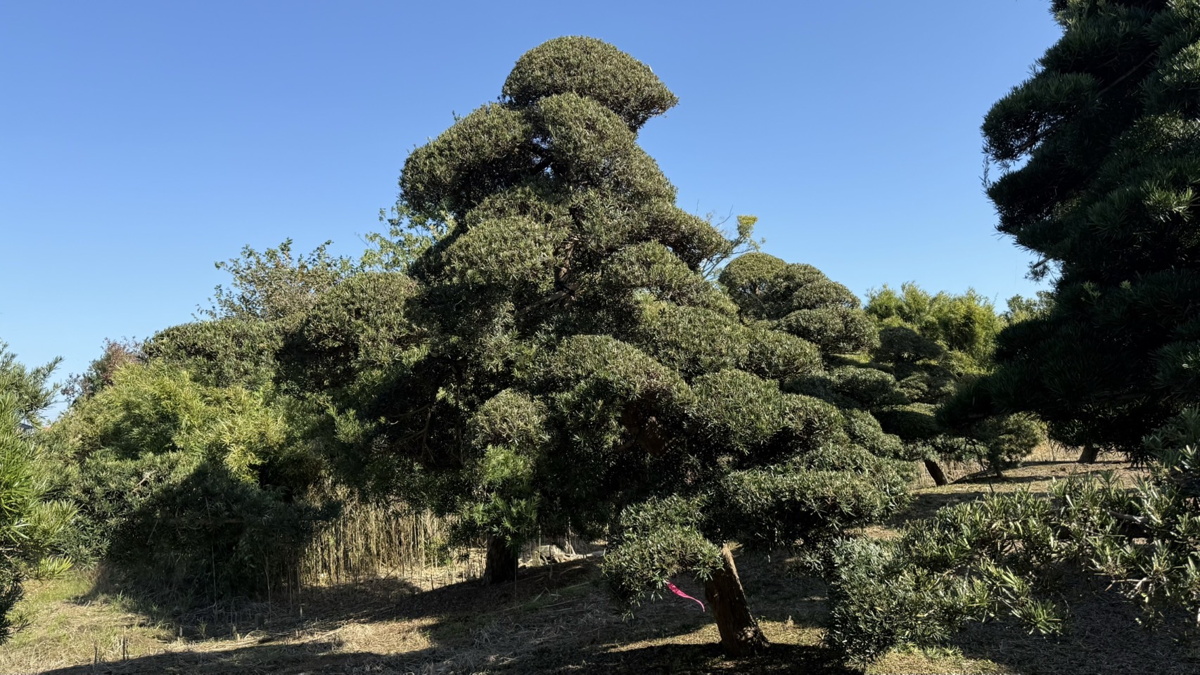 Podocarpus