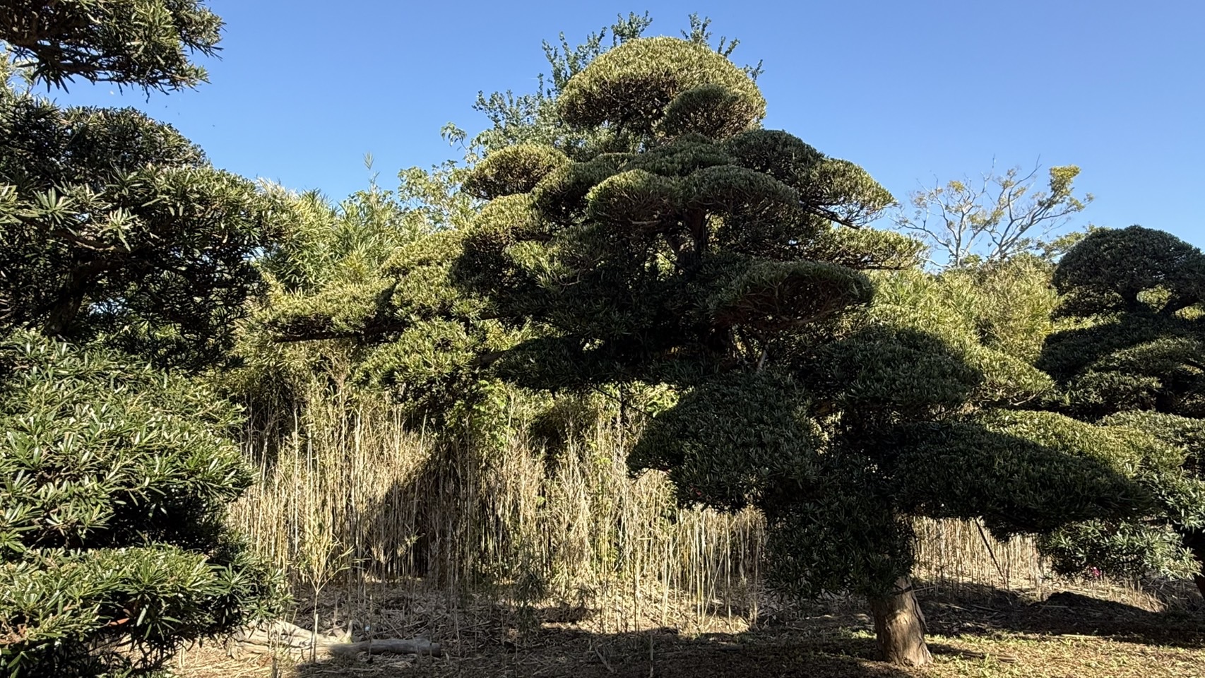 Podocarpus