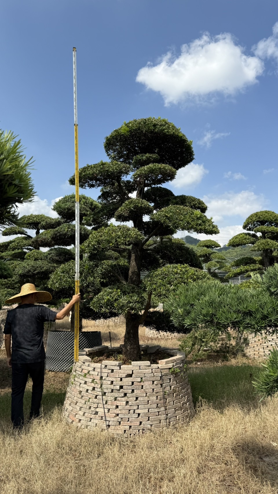 Podocarpus