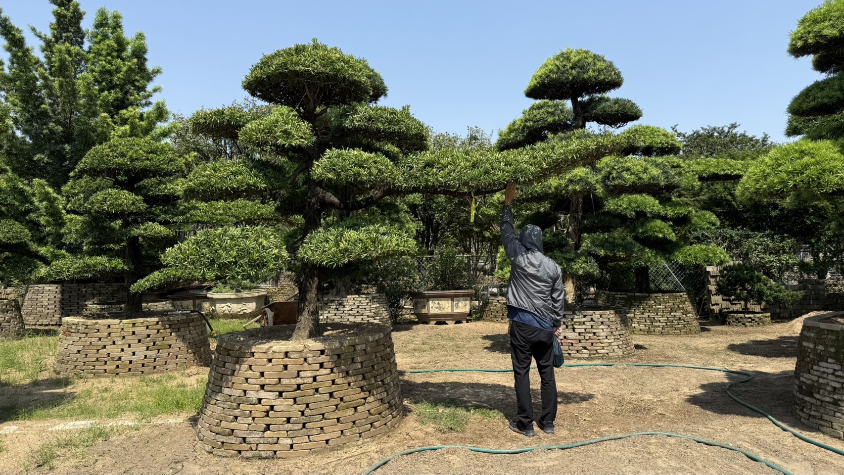 Podocarpus