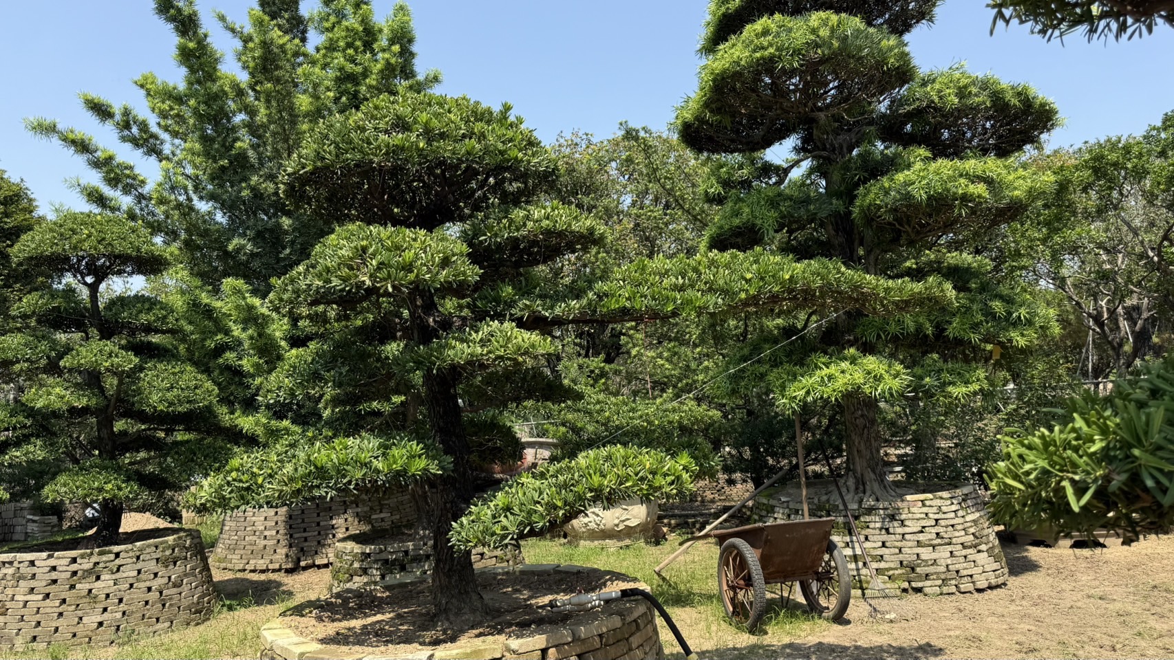 Podocarpus