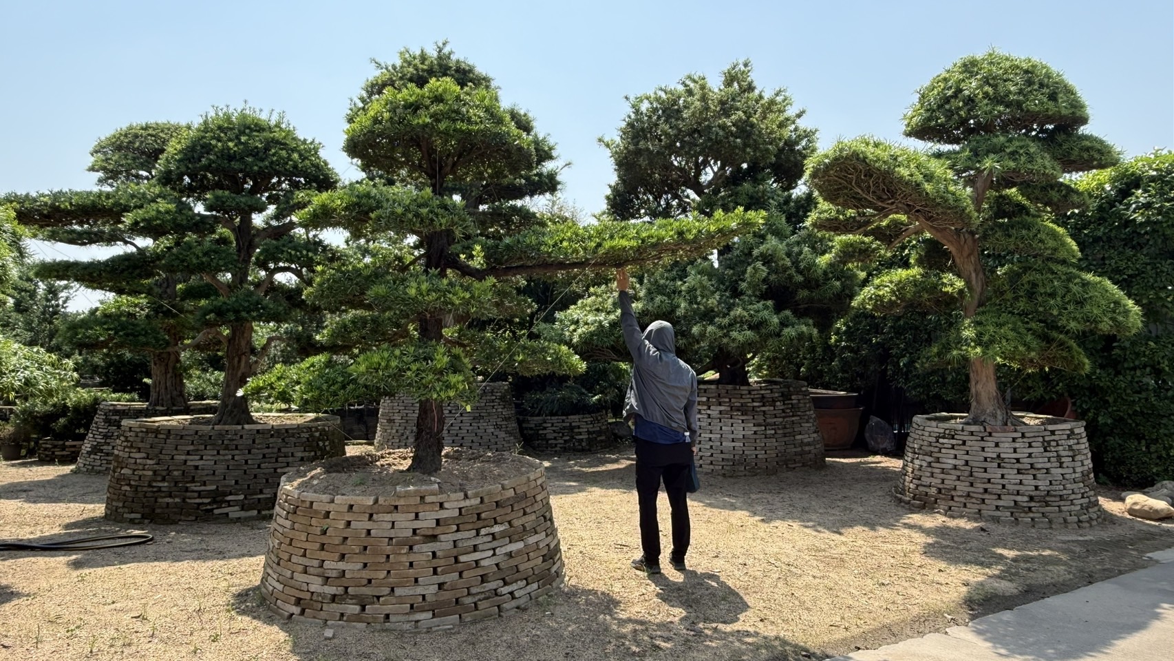 Podocarpus