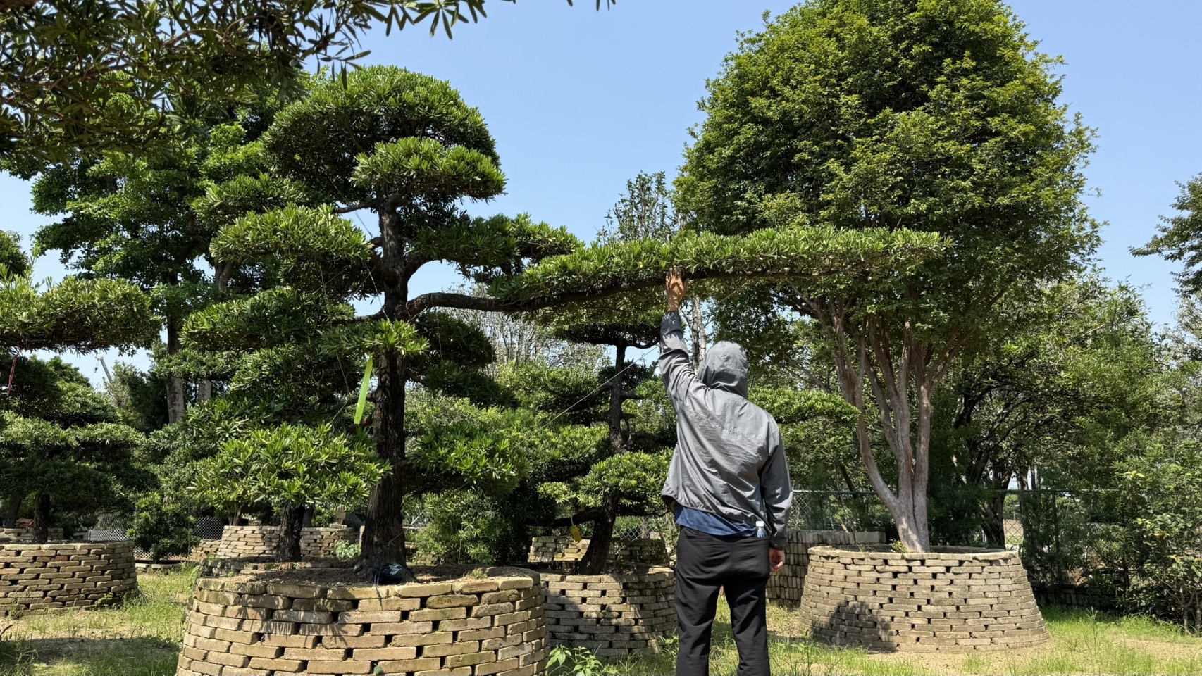 Podocarpus