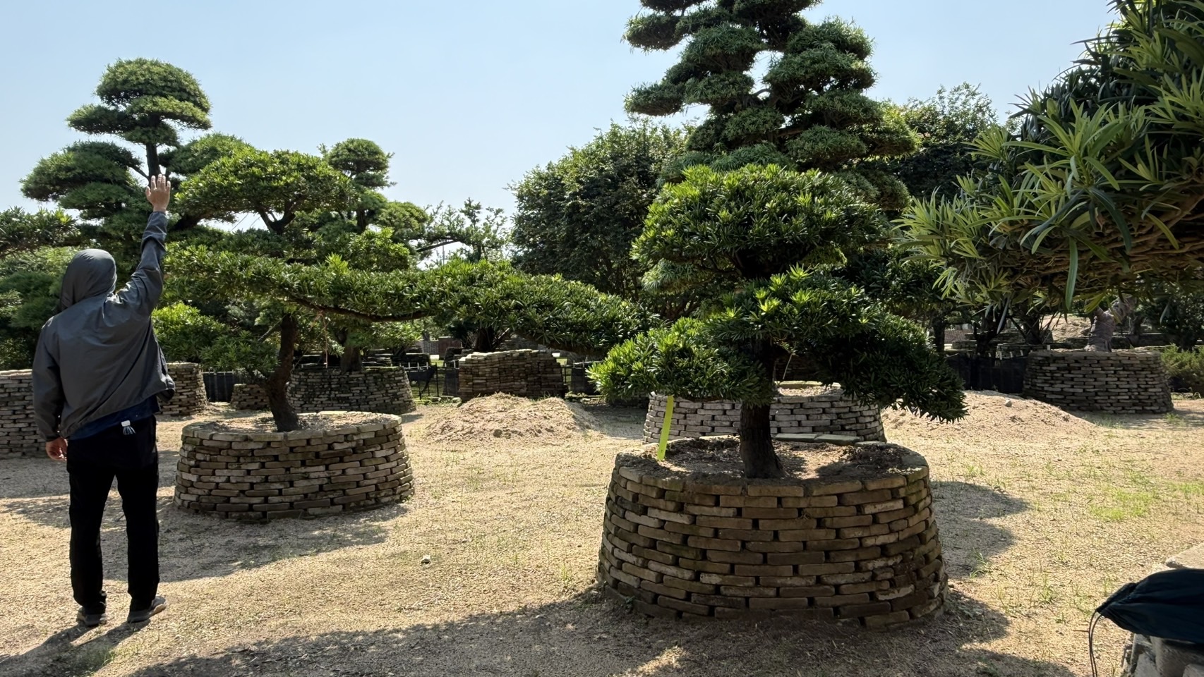 Podocarpus