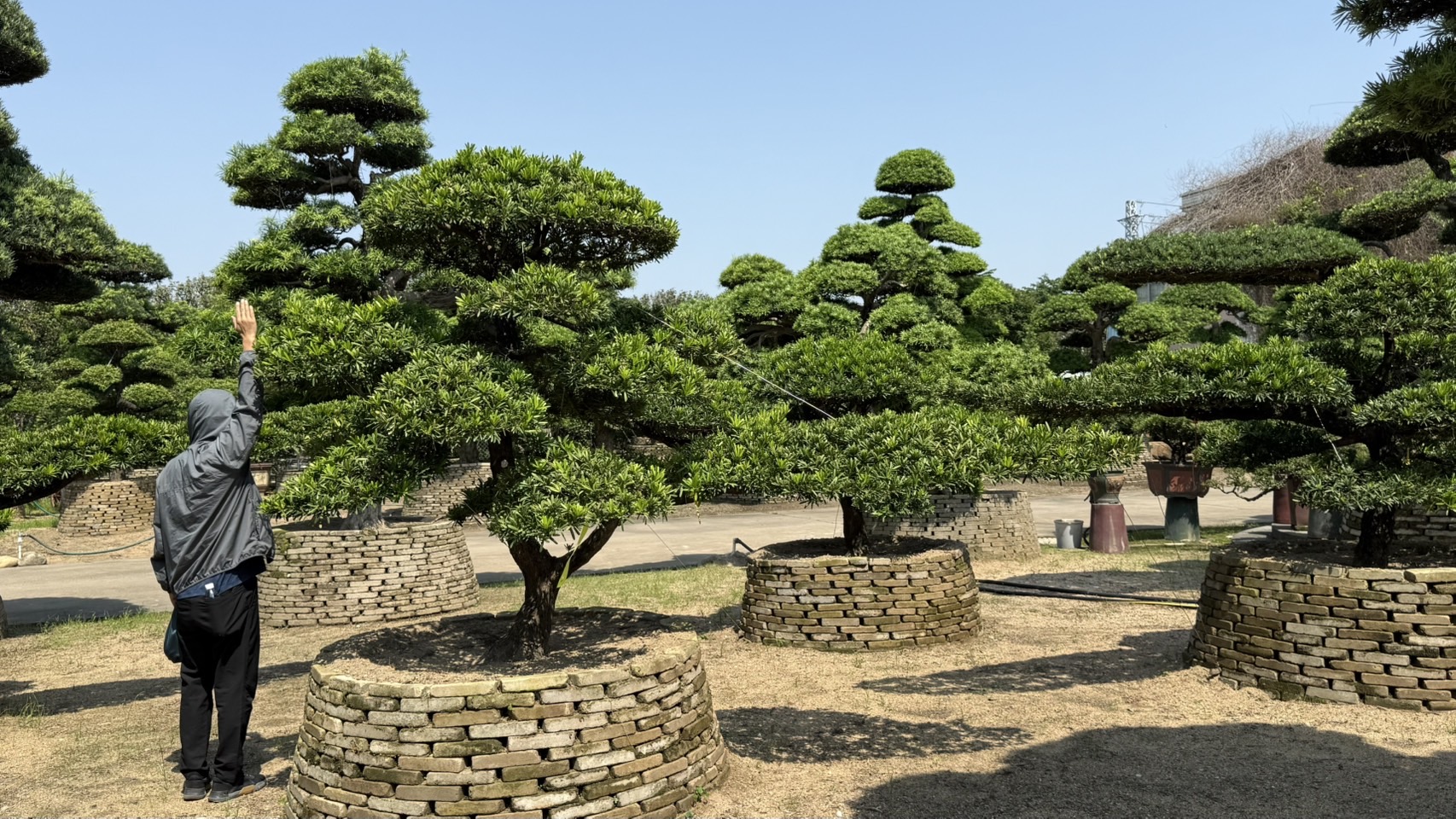 Podocarpus