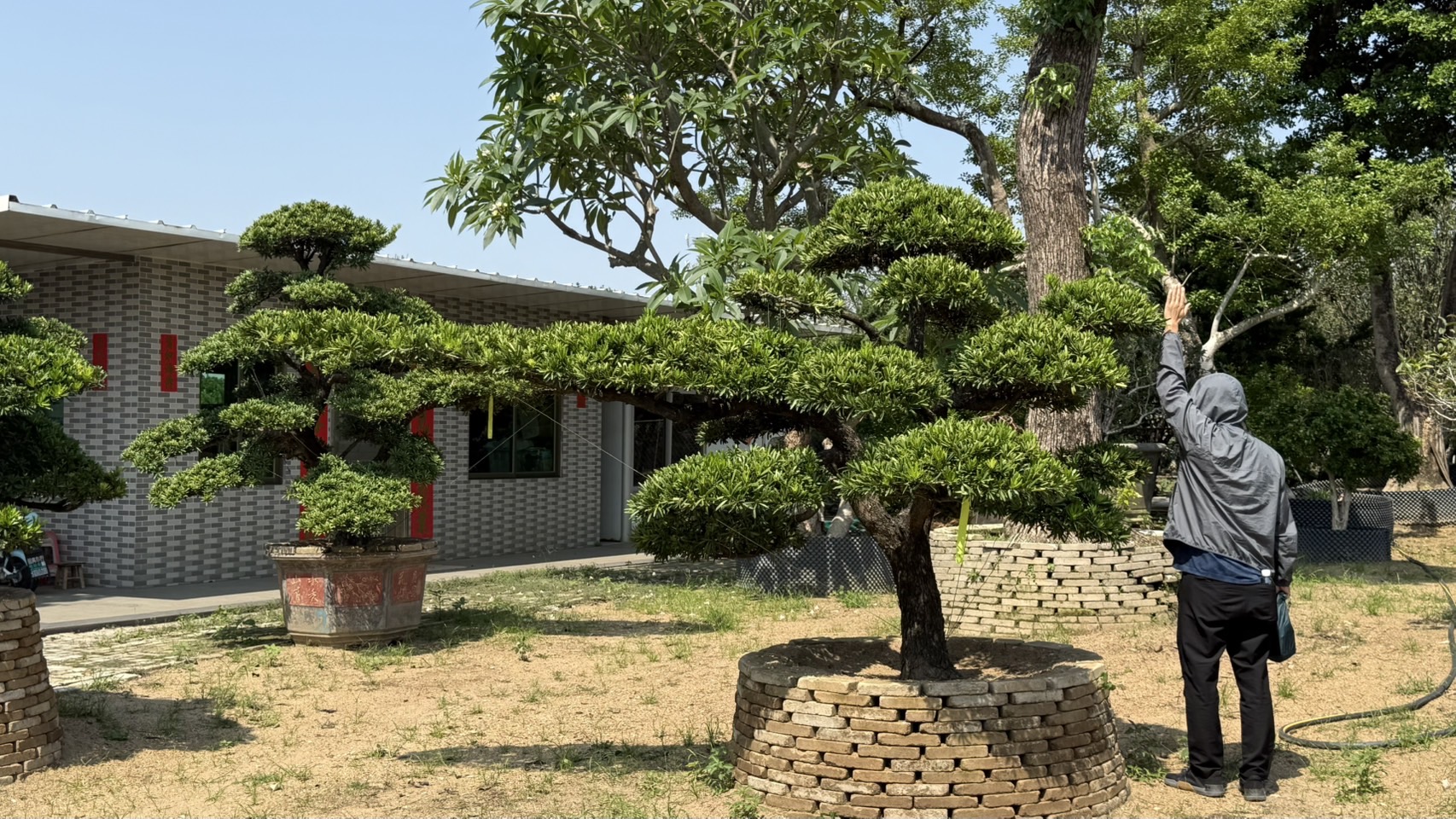 Podocarpus