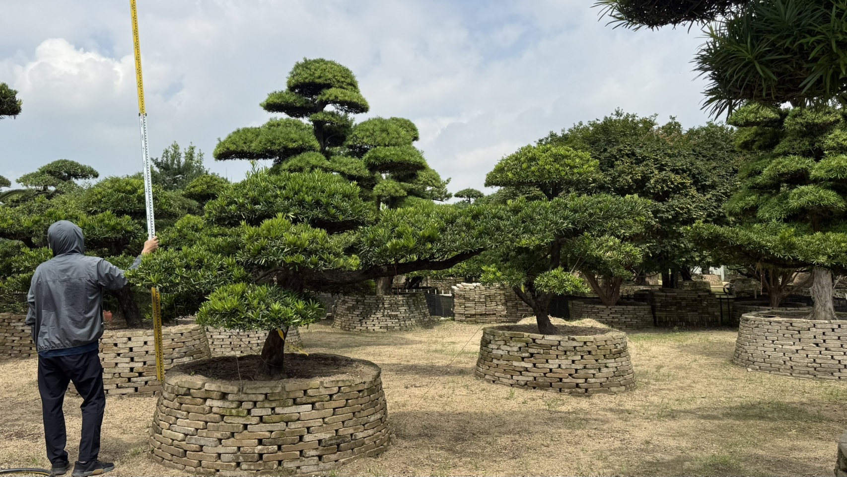 Podocarpus