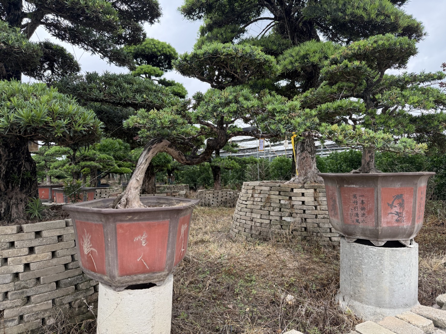 Podocarpus