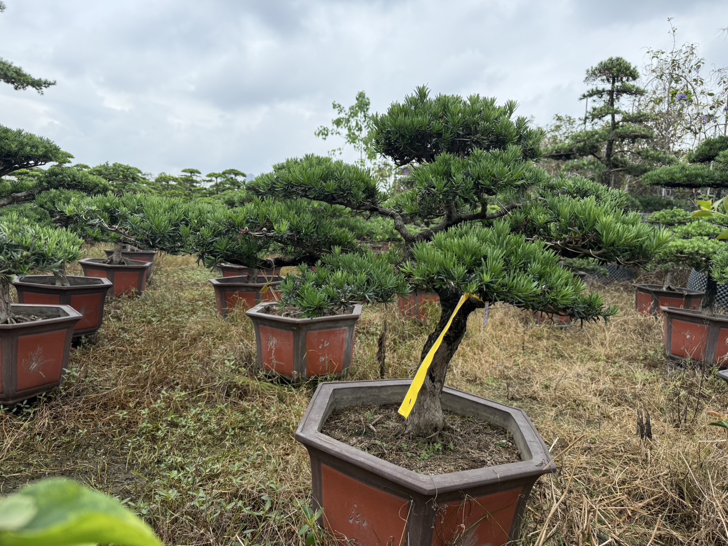 Podocarpus