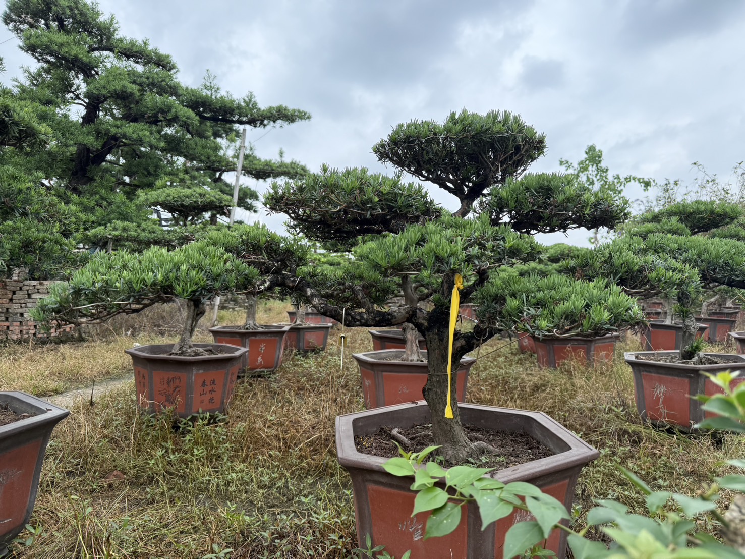 Podocarpus