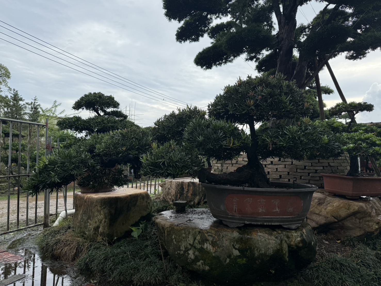 Podocarpus