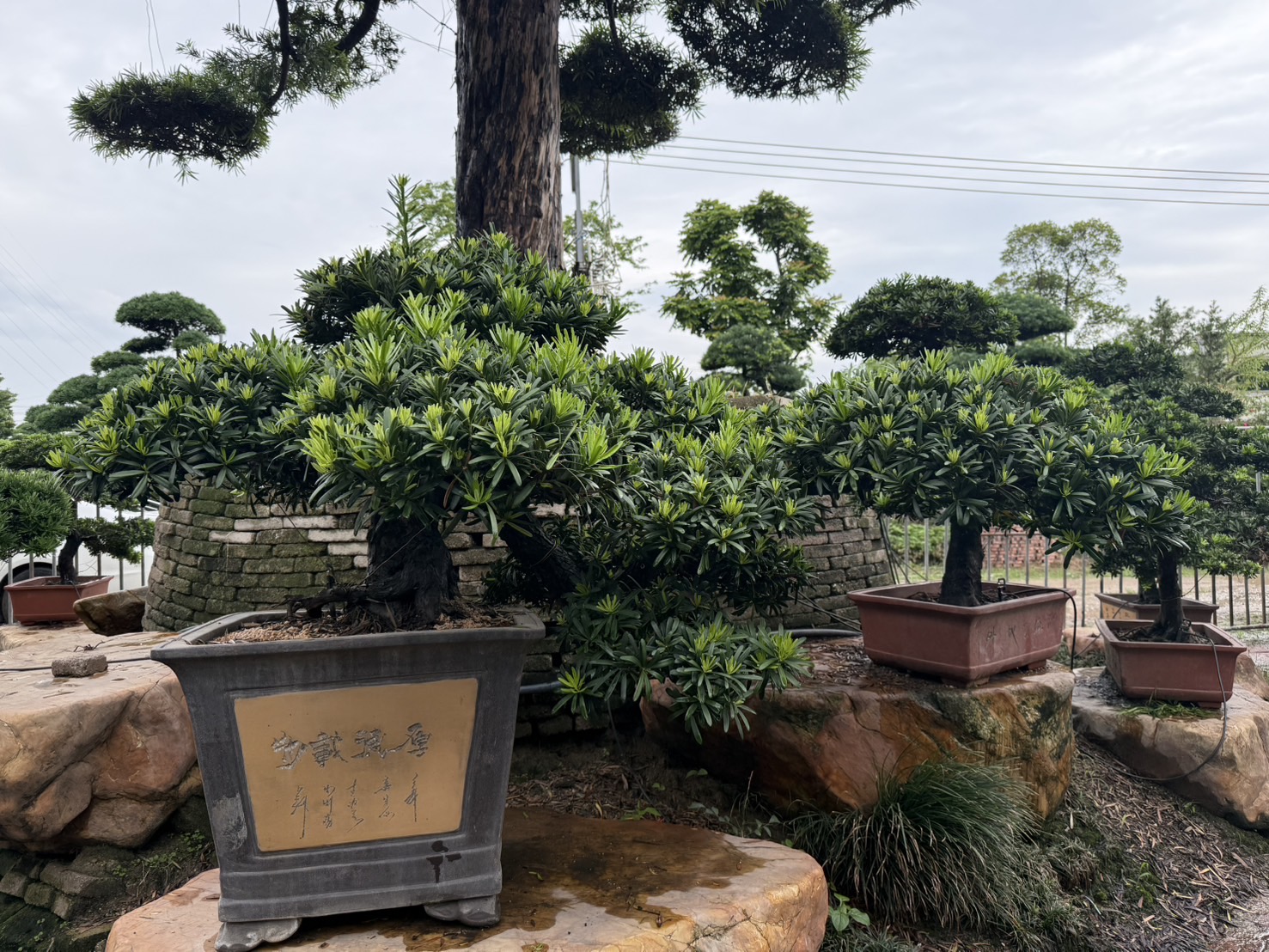 Podocarpus
