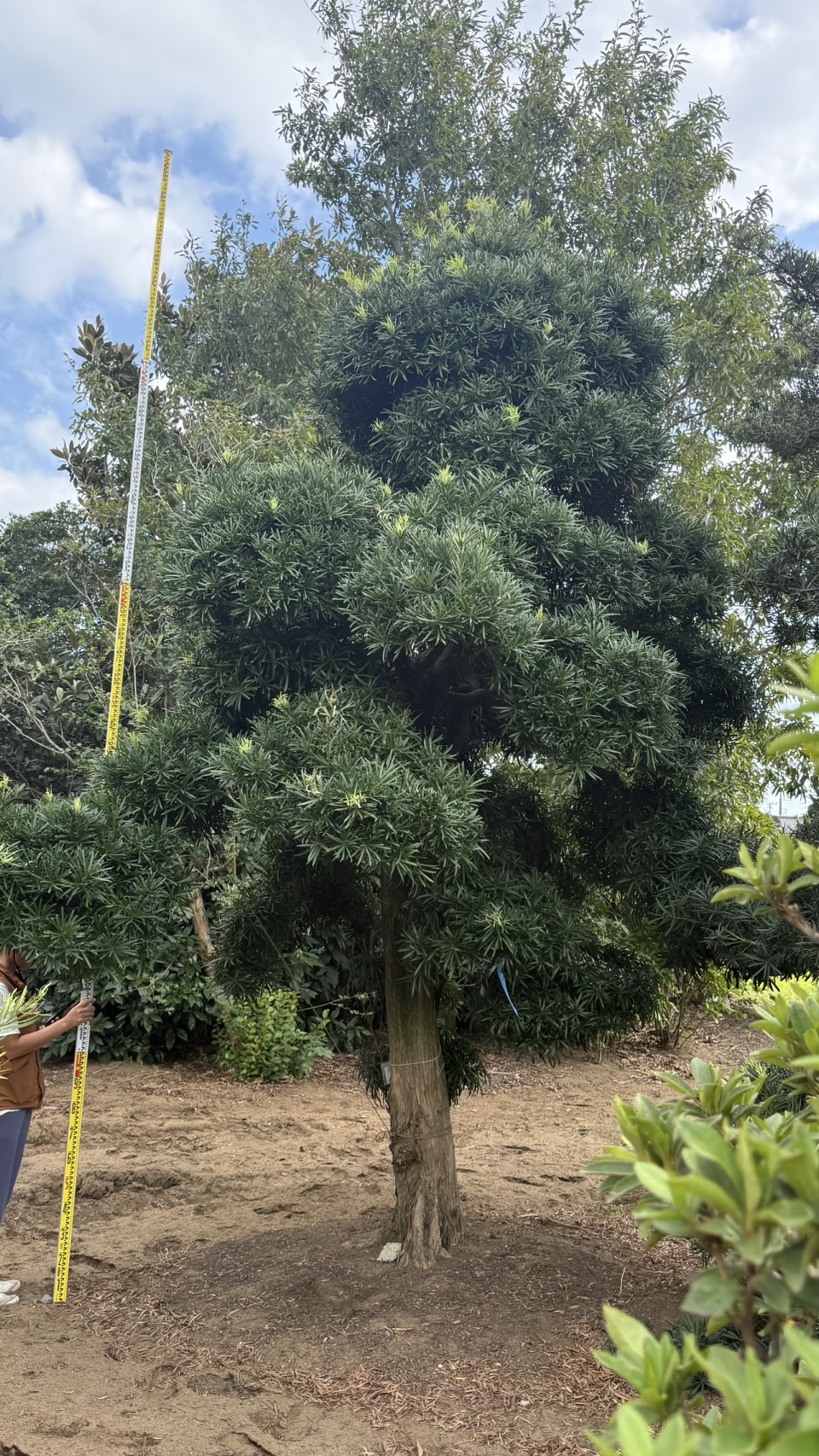 Podocarpus