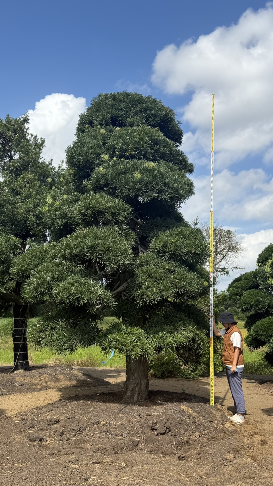 Podocarpus