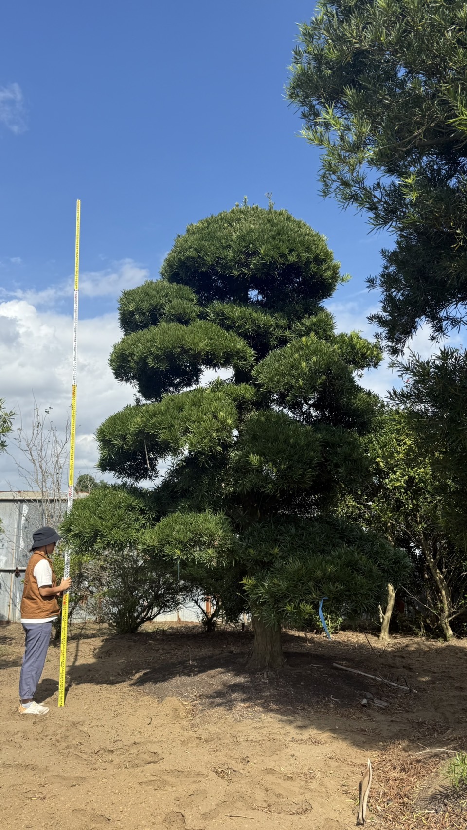 Podocarpus