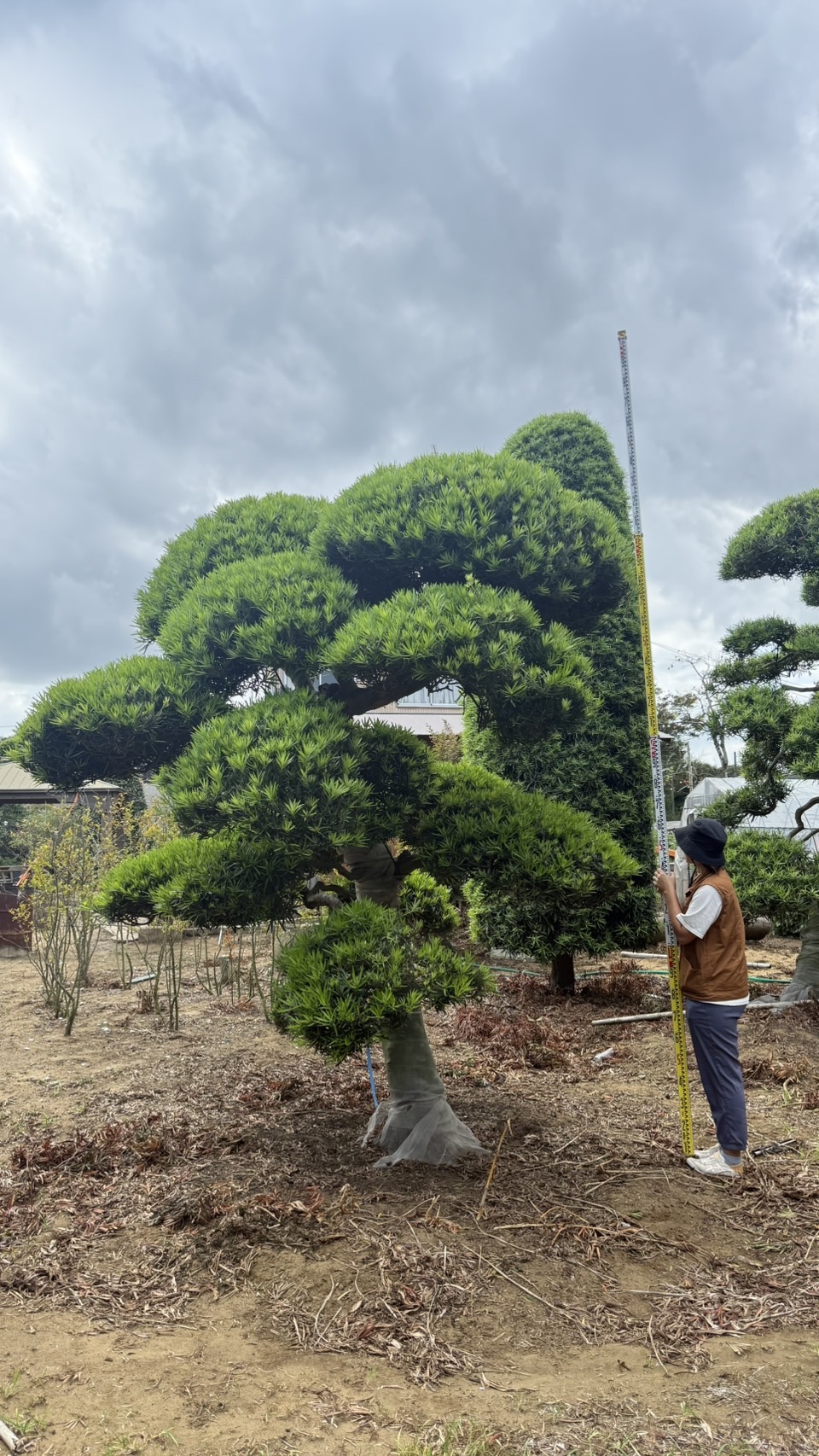 Podocarpus