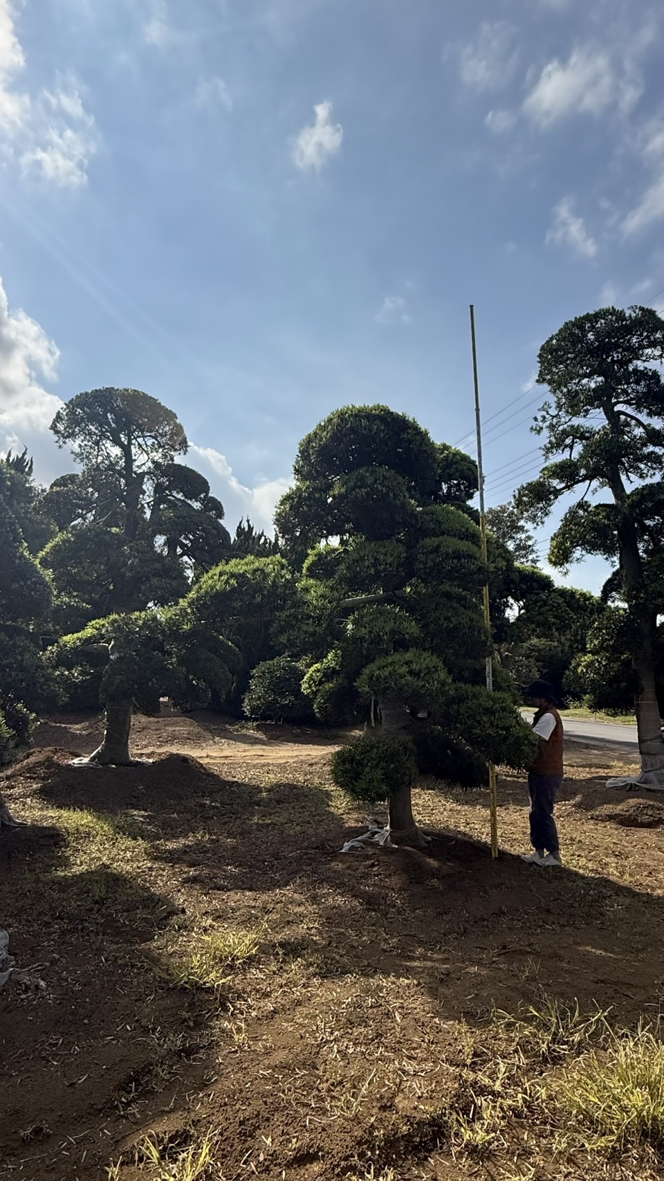 Podocarpus