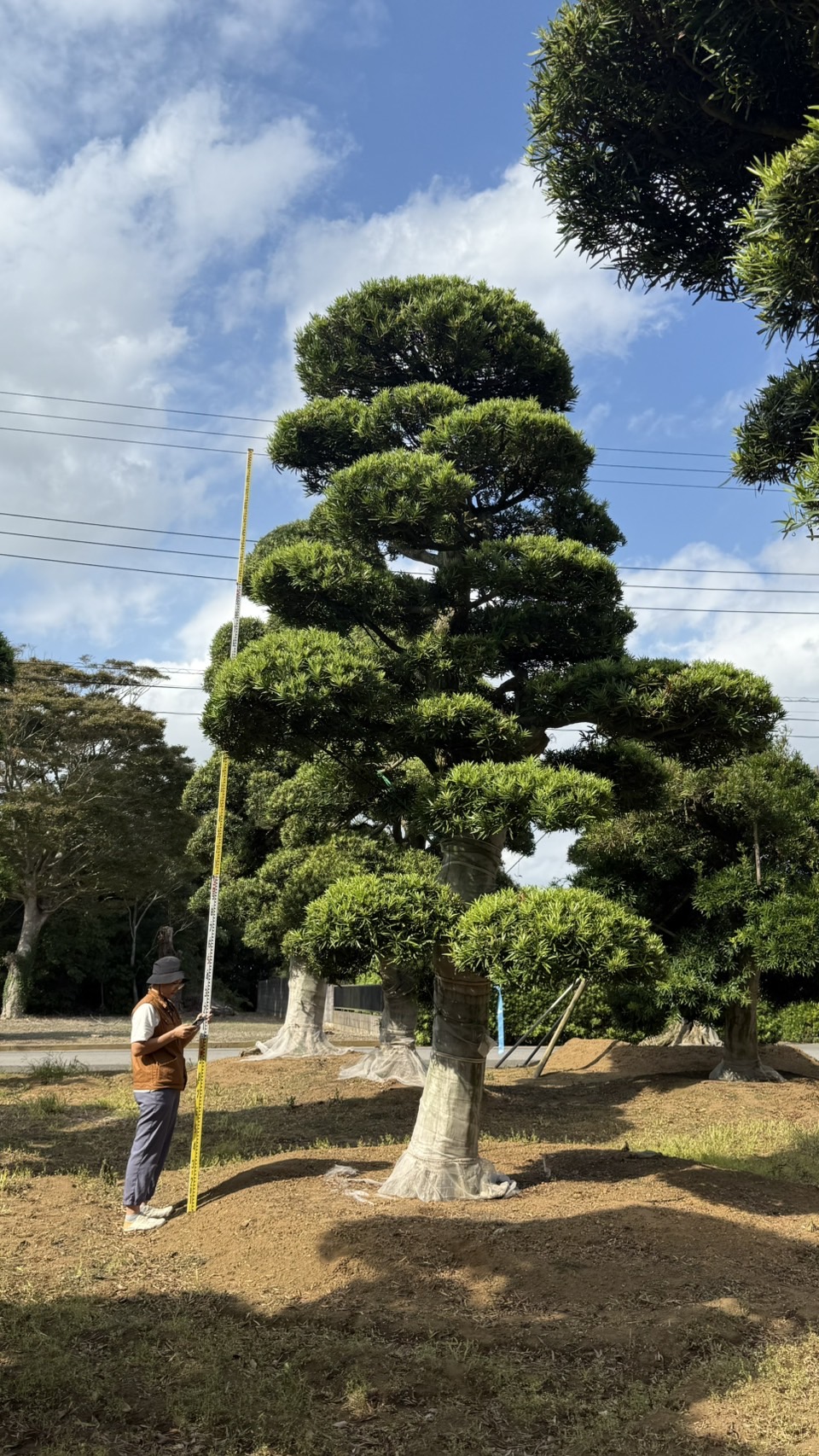 Podocarpus