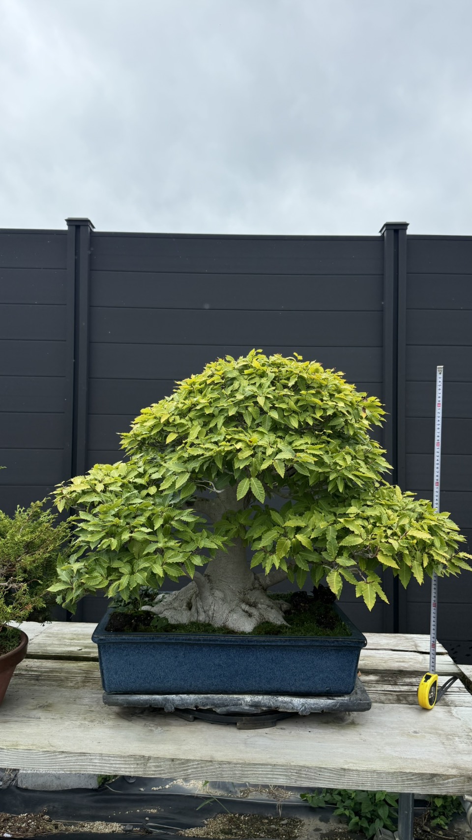 Other plant