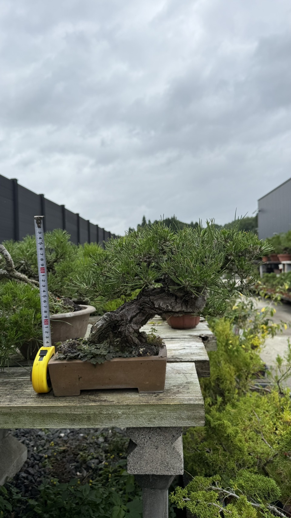 Black Pine