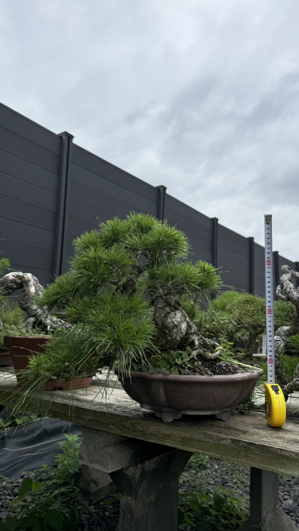 Other plant