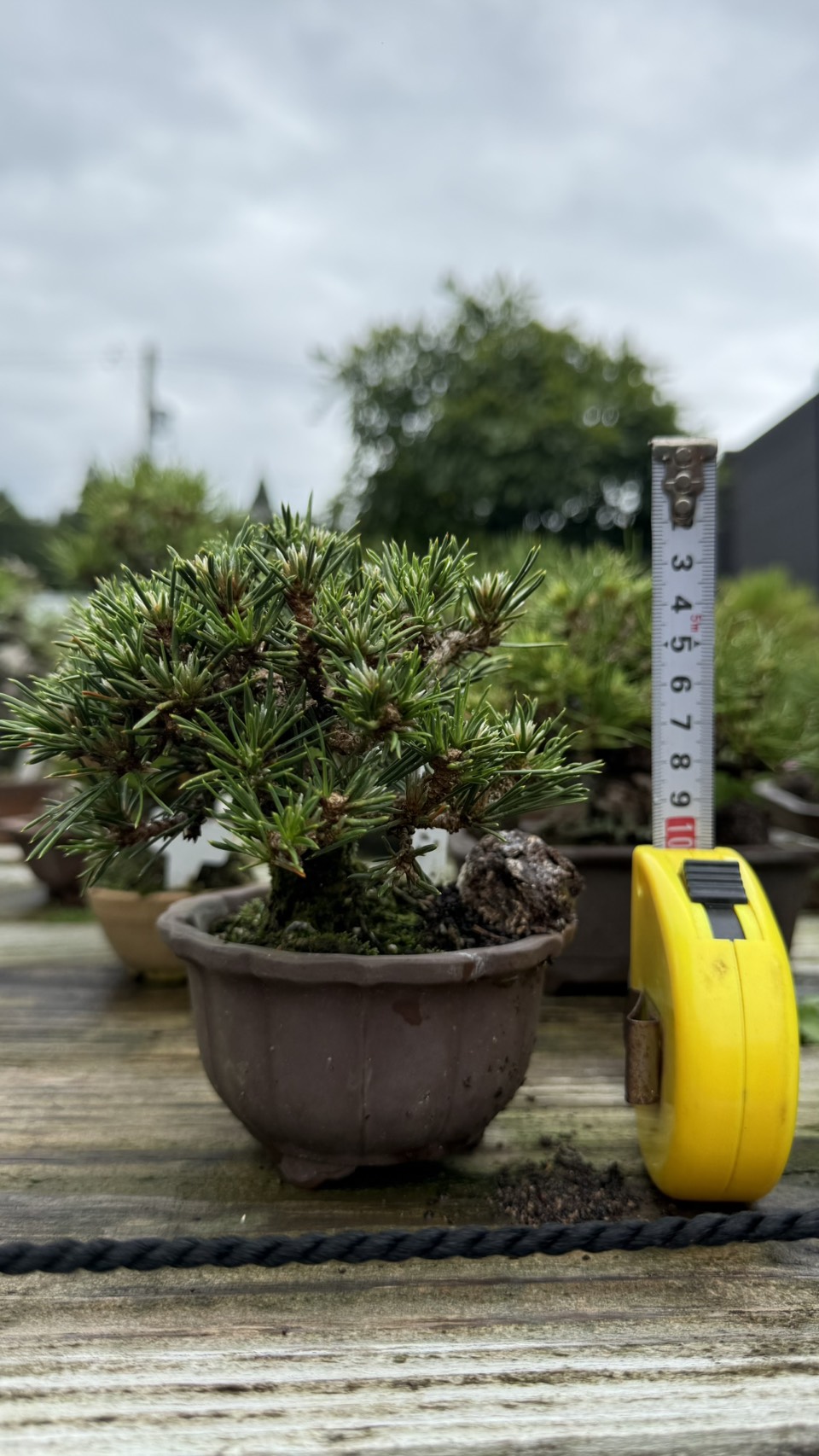 Black Pine