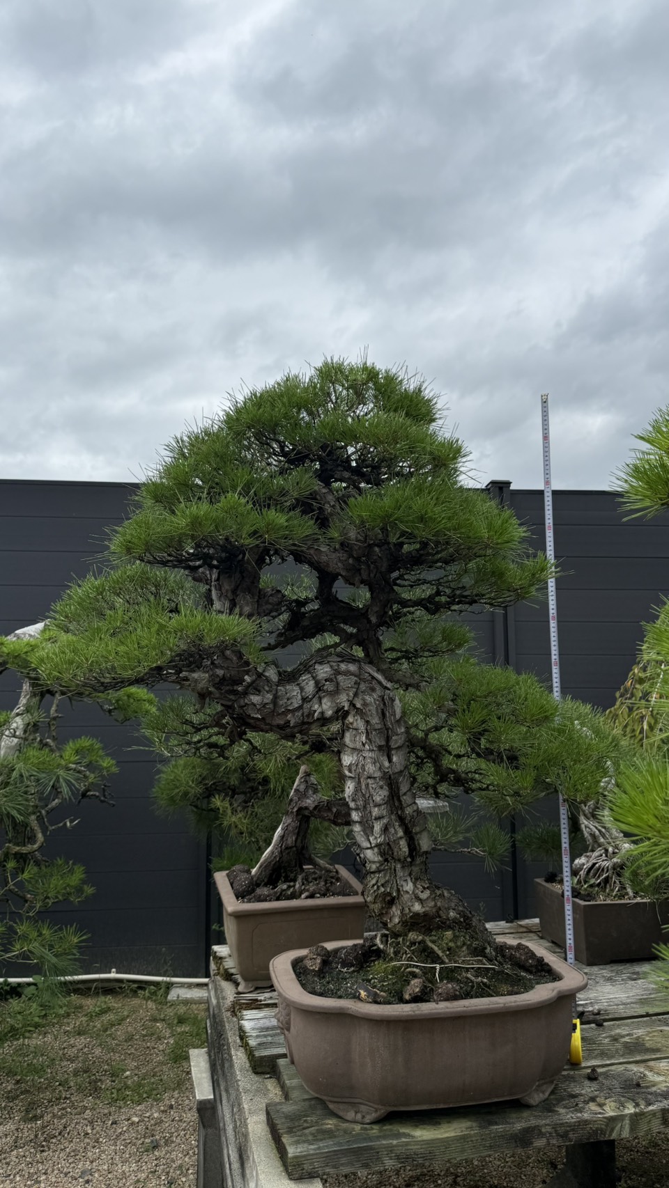 Other plant