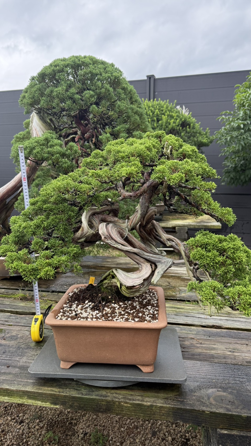 Chinese Juniper