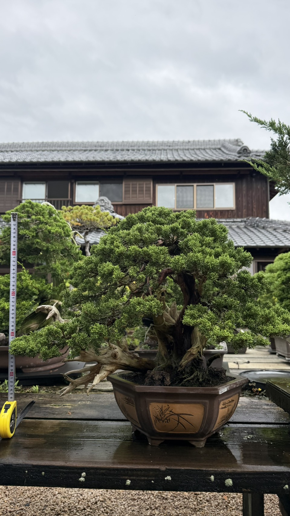 Chinese Juniper