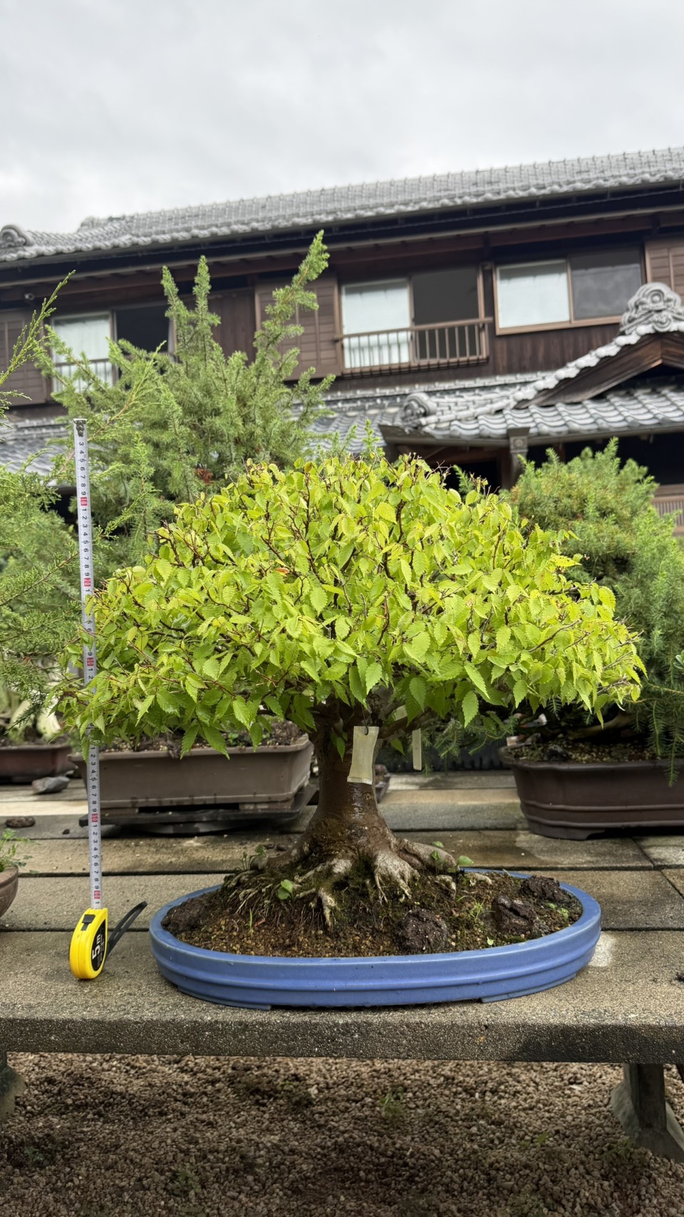 Other plant