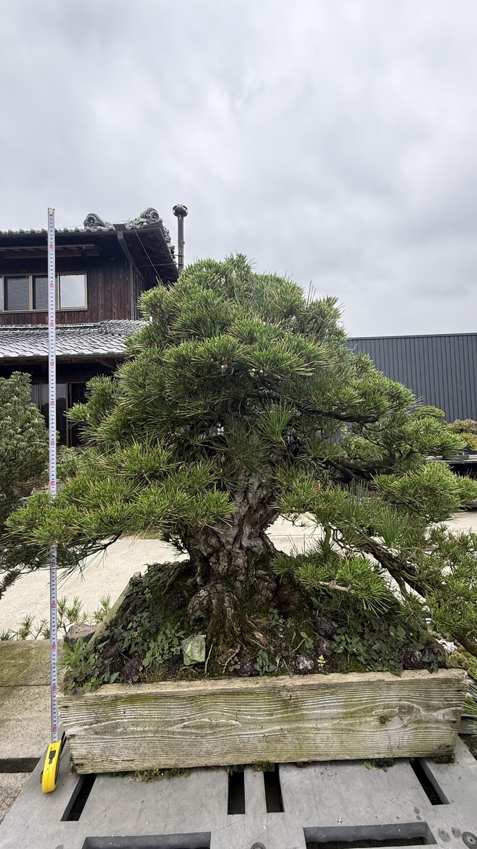 Black Pine