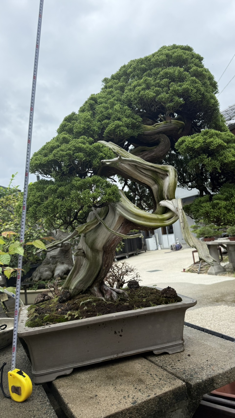 Chinese Juniper