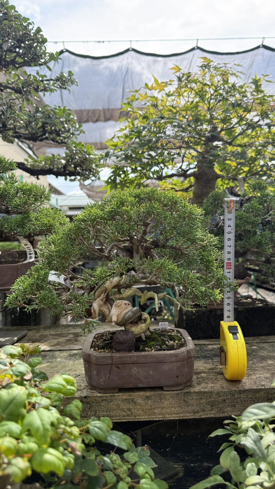 Chinese Juniper