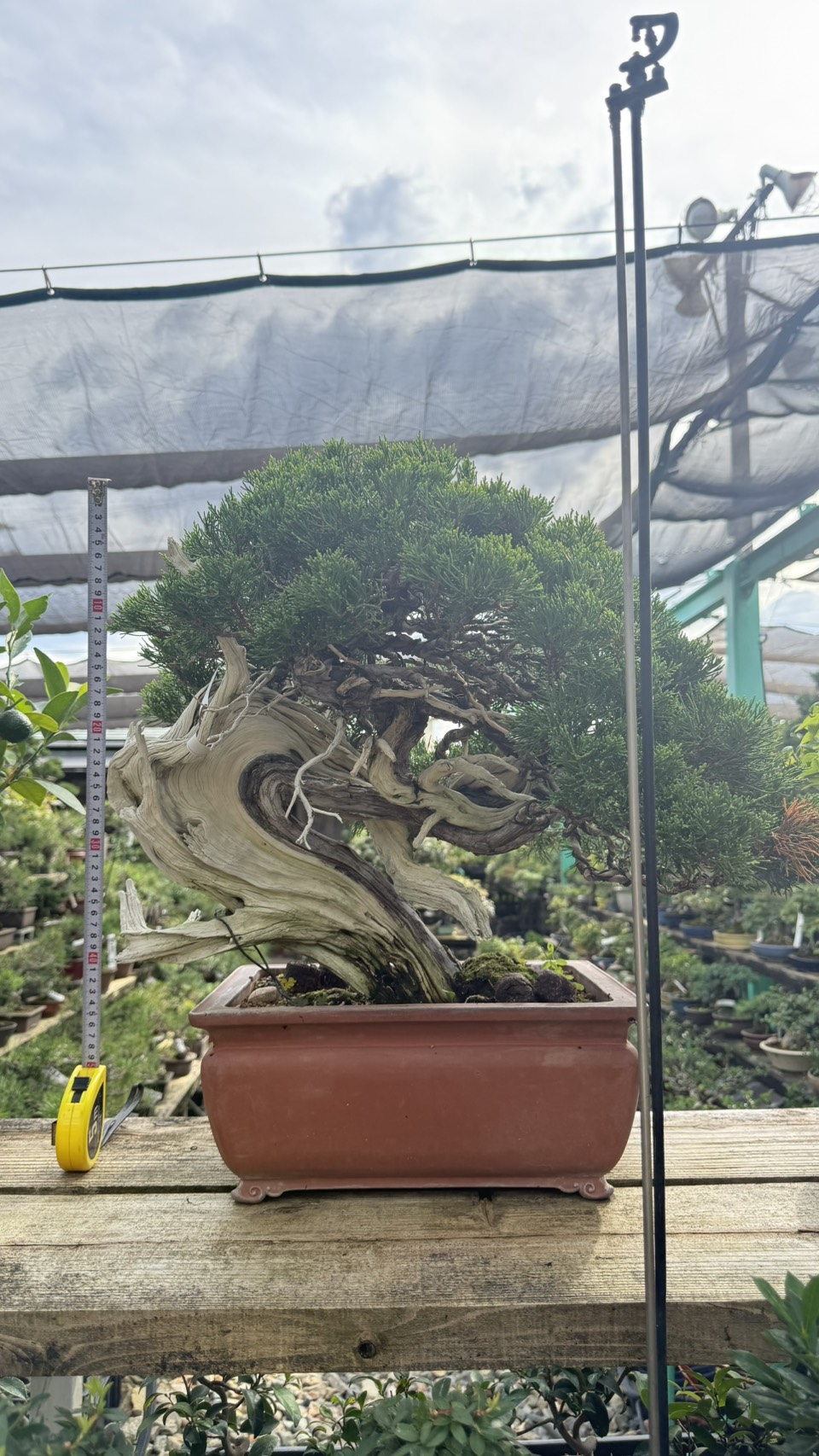 Chinese Juniper
