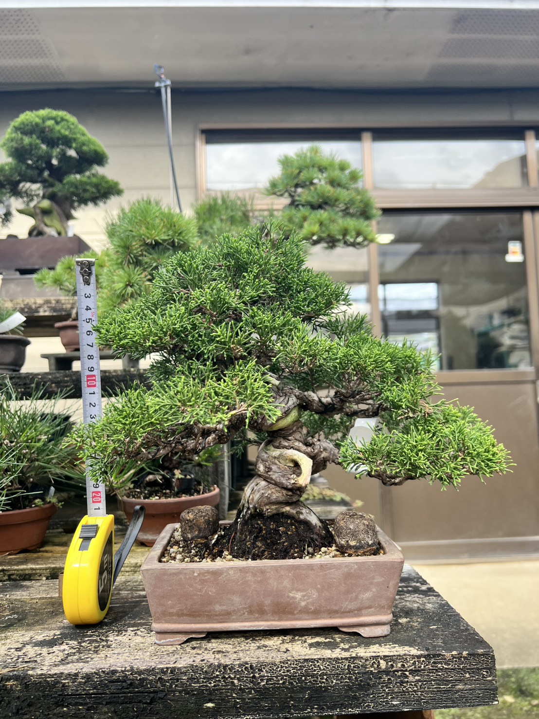 Chinese Juniper