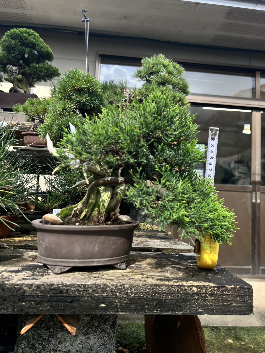 Chinese Juniper