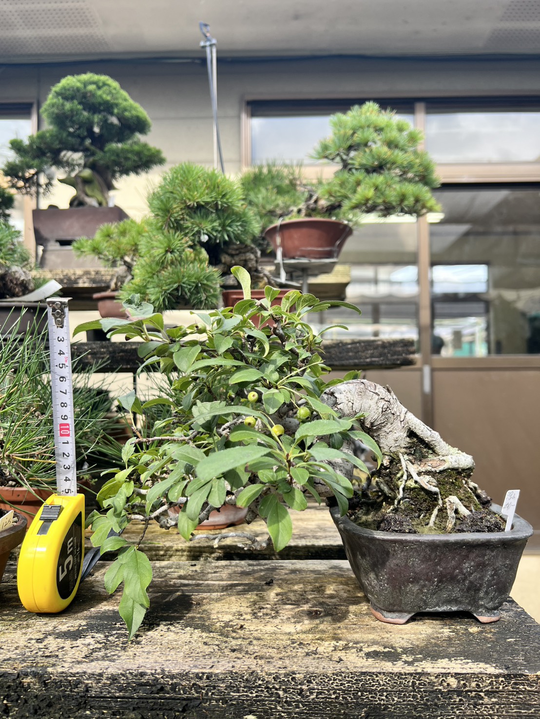 Other plant