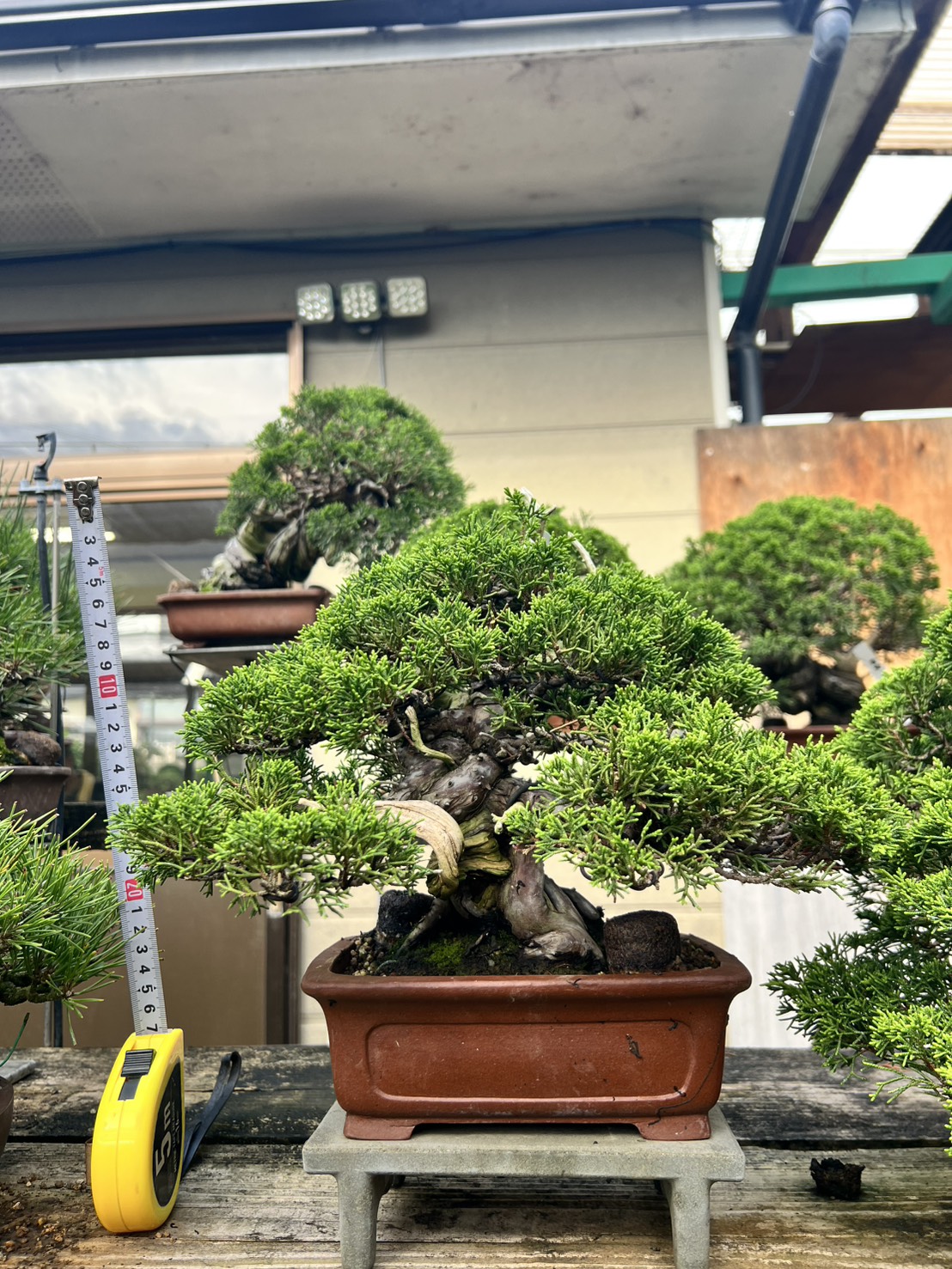 Chinese Juniper