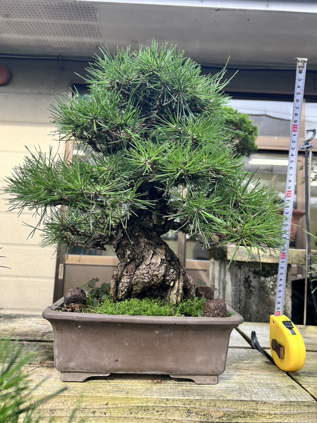 Black Pine