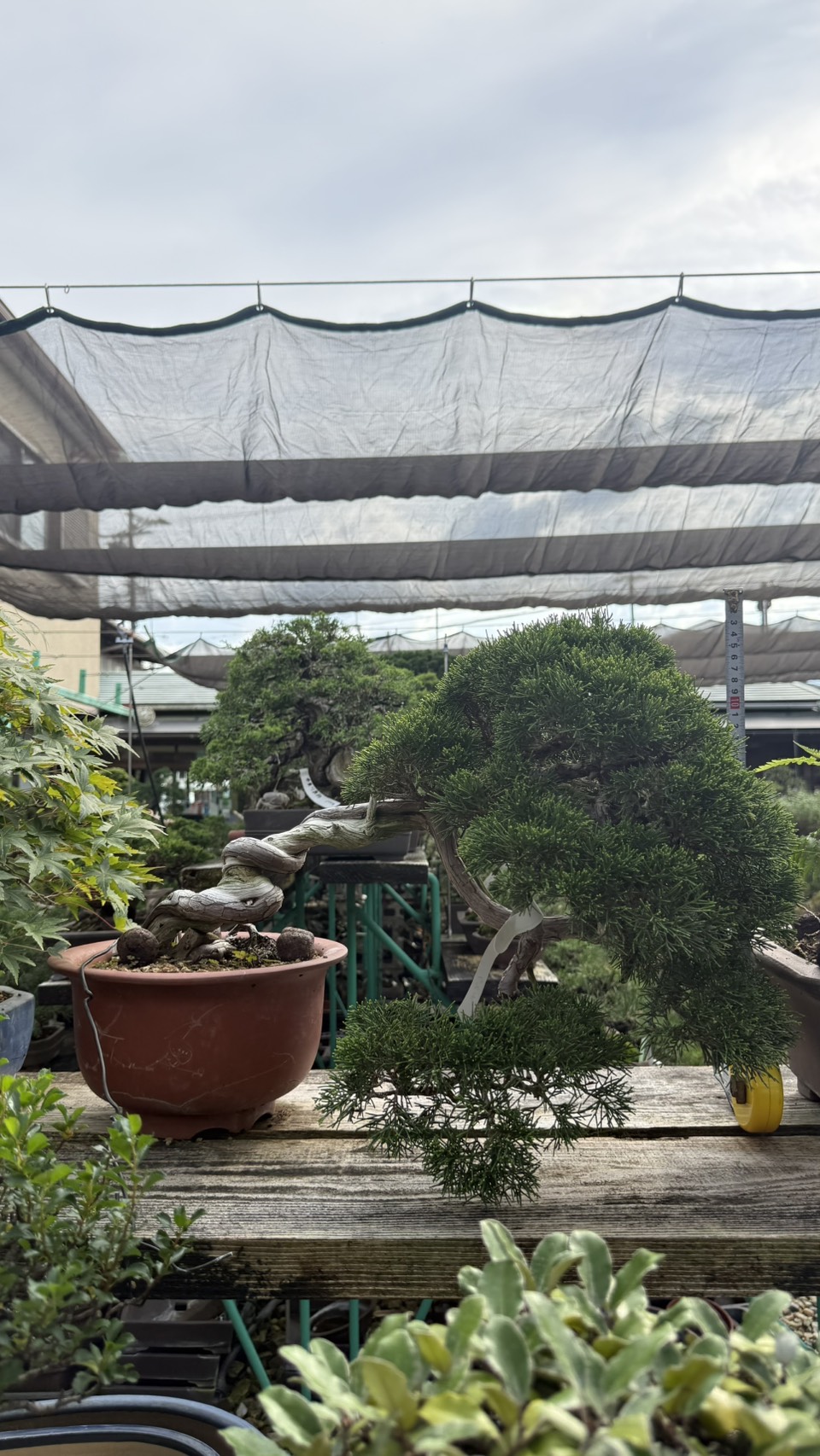Chinese Juniper