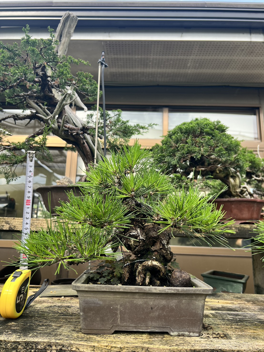 Black Pine