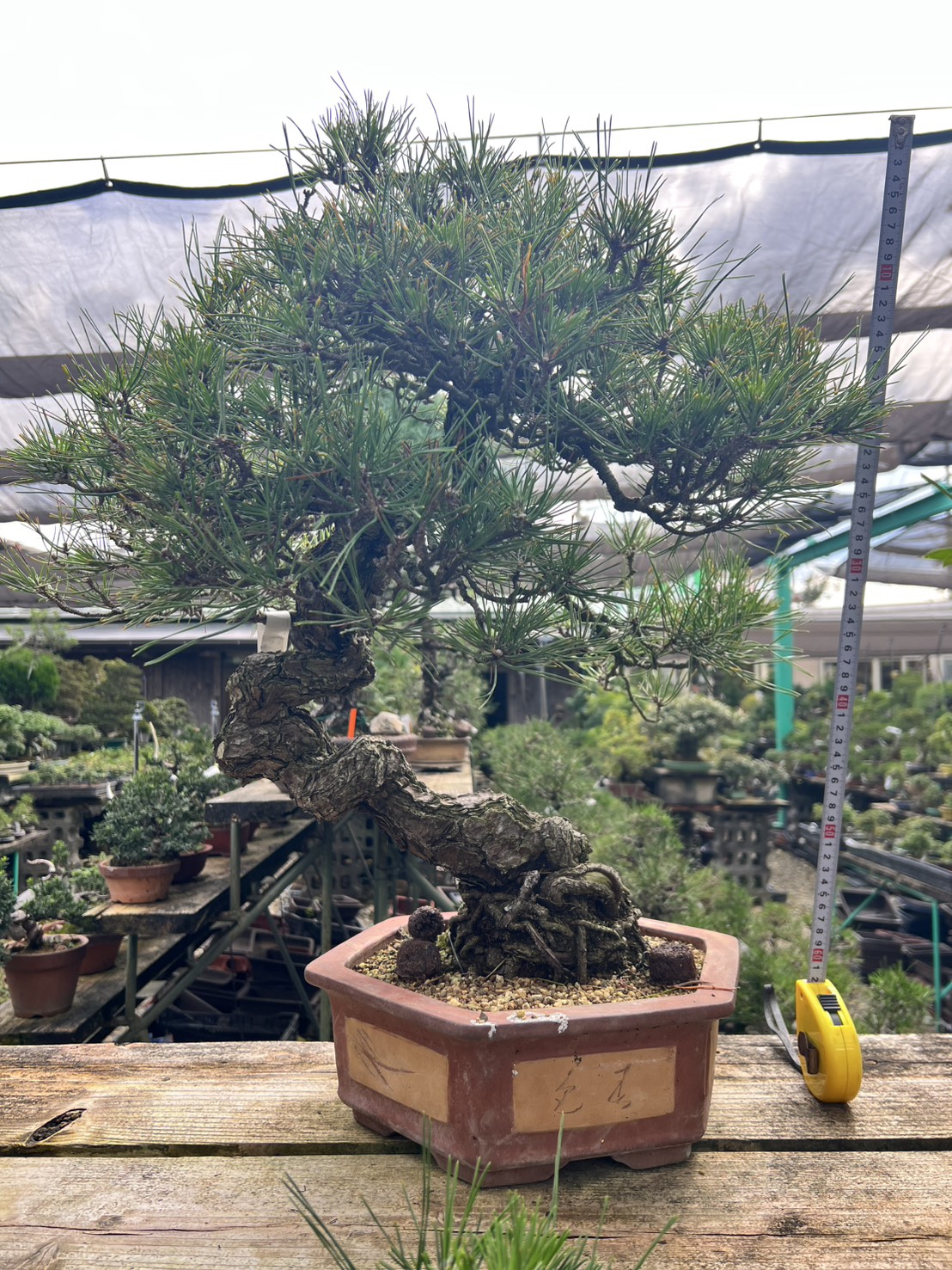 Black Pine