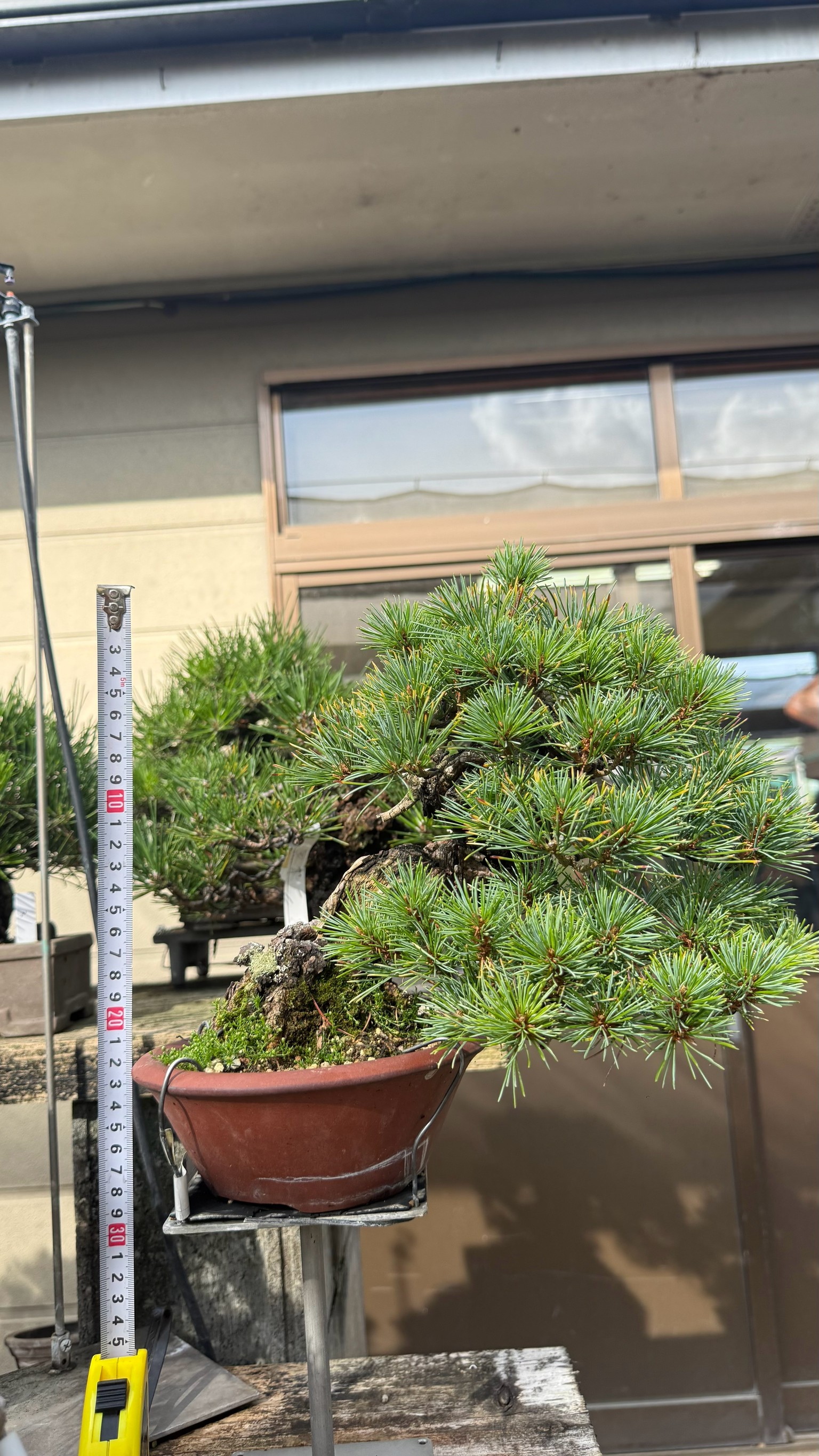 Black Pine